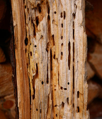 holz   Holzschädlinge   wurmlöcher