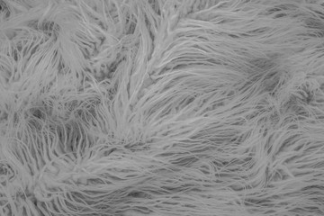 Texture of gray shaggy fur.