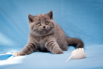 Funny British kitten blue color curiously staring at the camera with his front paws spread