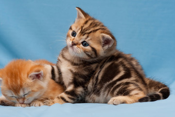 Cute little British kitten Golden marble color close-up on blue background