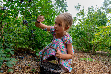 young girl picking blueberries