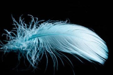 close up of lightweight blue and soft textured feather isolated on black