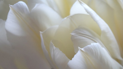 White tulips close up