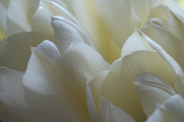 White tulips close up © Alveana
