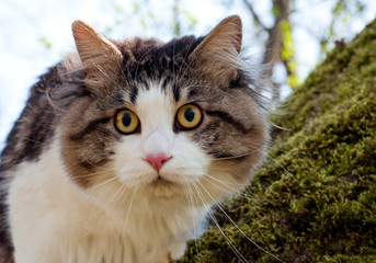 Beautiful cat Kurilian bobtail walks in the spring in the park on a leash. Pet sitting on a tree, closeup portrait. Fluffy cat bicolor tabby.