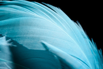 close up of light colorful blue textured feather isolated on black