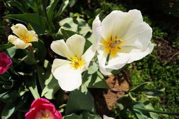 Obraz na płótnie Canvas City of Vancouver tulips