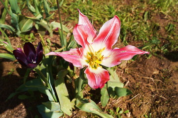 Blushing Beauty tulip