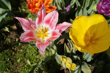 Blushing Beauty and Strong Gold tulips