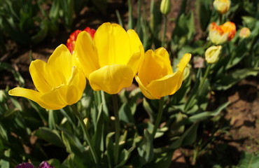 Strong Gold tulips
