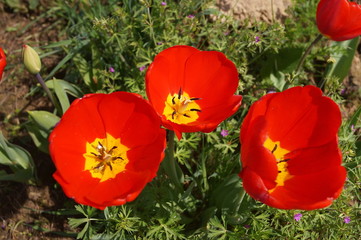 Obraz premium Arcadia tulips