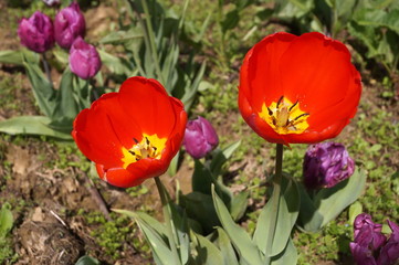 Obraz na płótnie Canvas Arcadia tulips
