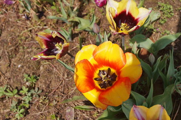 Jimmy tulip