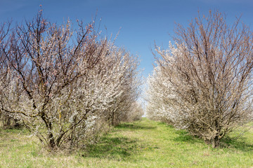 spring, flowering fruit trees in the old garden