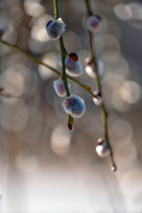 Willows, also called sallows and osiers, form the genus Salix