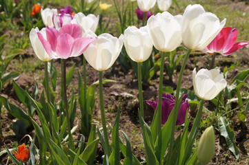 Cultivation of tulips