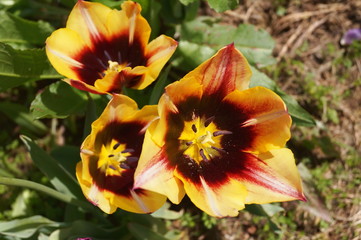 Gavota tulips