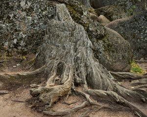 rock and tree