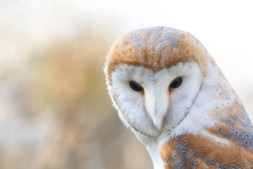 The Barn owl, Tyto alba, Close-up portrait.