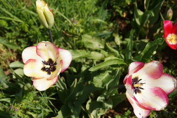 Mata Hari tulip