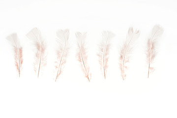 row of beige lightweight feathers isolated on white