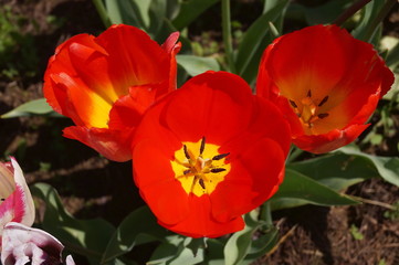 Arcadia tulips