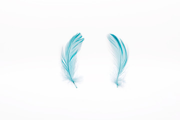 blue lightweight two feathers isolated on white