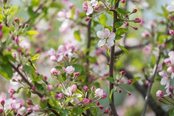 spring wallpaper