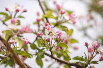 Fototapeta na wymiar spring tree blossom with bee on flower
