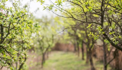 Fototapeta na wymiar spring trees in orchard. blurred spring nature scene