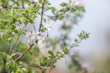 apple tree blossom. tree bloom
