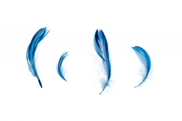 blue bright lightweight four feathers isolated on white