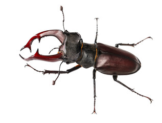 Giant Stag Beetle