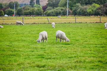 Sheep on the meadow in the morning at the South Island of New Zealand.	