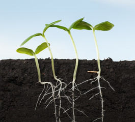 Four growing kale seedlings