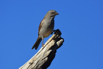 Graukopfsperling (Passer griseus) in der Kalahari in Namibia