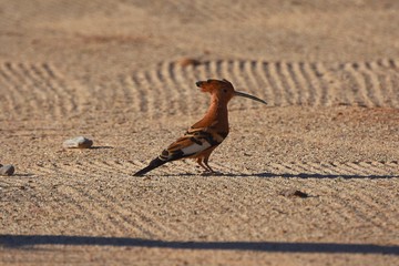 Afrikanischer Wiedehopf (upupa epops) in der Kalahari in Namibia