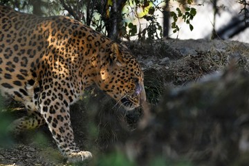 Leopards walking