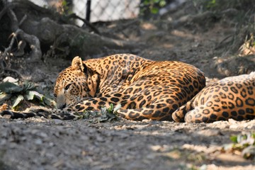 Leopard relaxing
