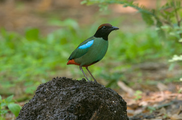 Hooded Pitta, Beautiful bird in Thailand