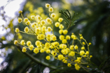 yellow flowers on green background