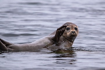 Seehund in Schilksee