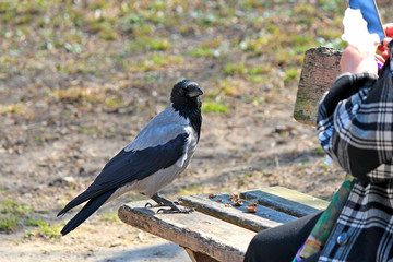 crow