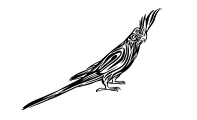 Hand drawn corella parrot outline. Vector bird black ink drawing isolated on white background. Graphic animal illustration