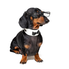 intelligent dog dachshund with glasses ,bow tie and white collar, isolated on white background.