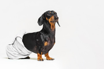 dog  breed of dachshund, black and tan, after a bath with a green towel wrapped around her  body isolated on white background