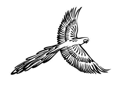 recommend clip art: Hand drawn flying macaw parrot outline sketch. Vector bird black ink drawing isolated on white background. Graphic animal illustration