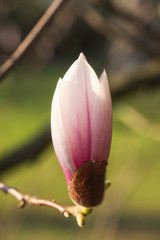 Magnolienblüte