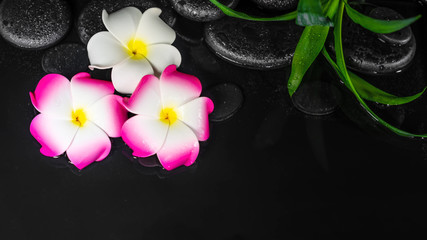 spa background of plumeria flowers and green leaves on black zen stones in water, panorama