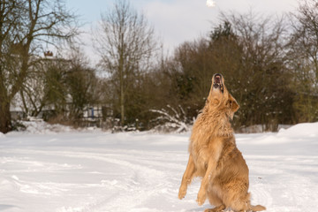 Golden Retriever im Schnee